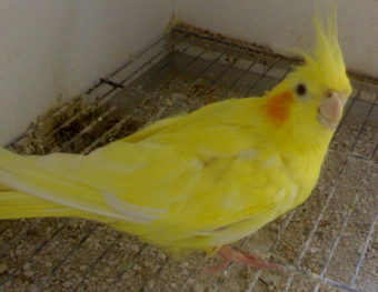 Cacatua Ninfa Amarilla Birdland Wiki Fandom