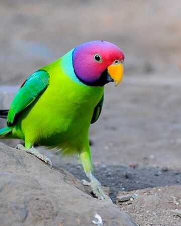 parakeet bird