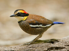 Female Malayan banded pitta