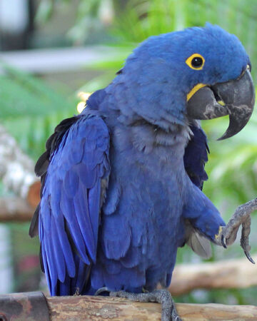 Hyacinth Macaw Birds Of Color Wiki Fandom