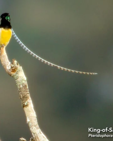 king of saxony bird of paradise birds of color wiki fandom king of saxony bird of paradise birds