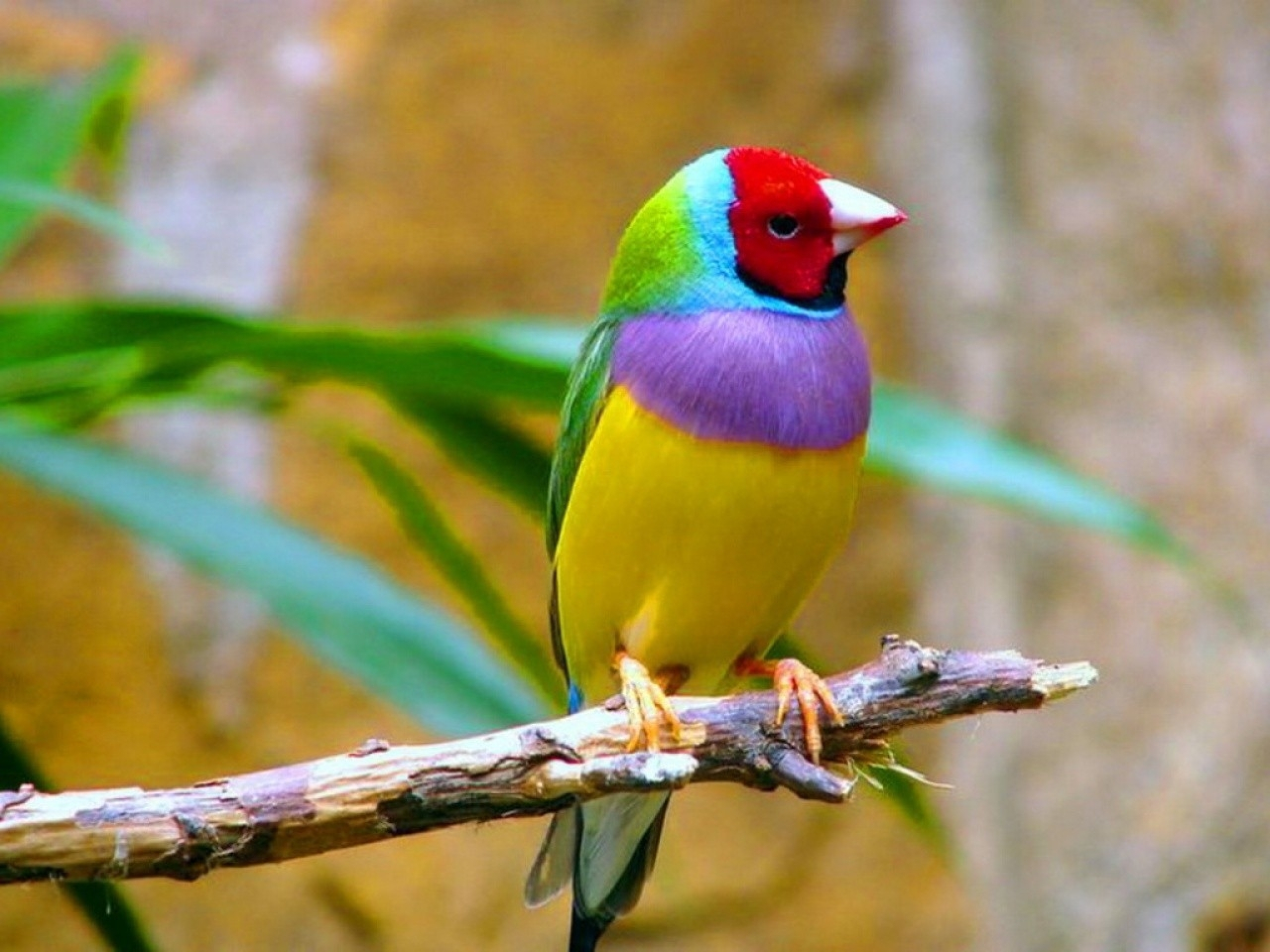 gouldian finch birds wiki
