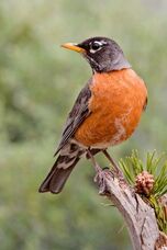 Am robin