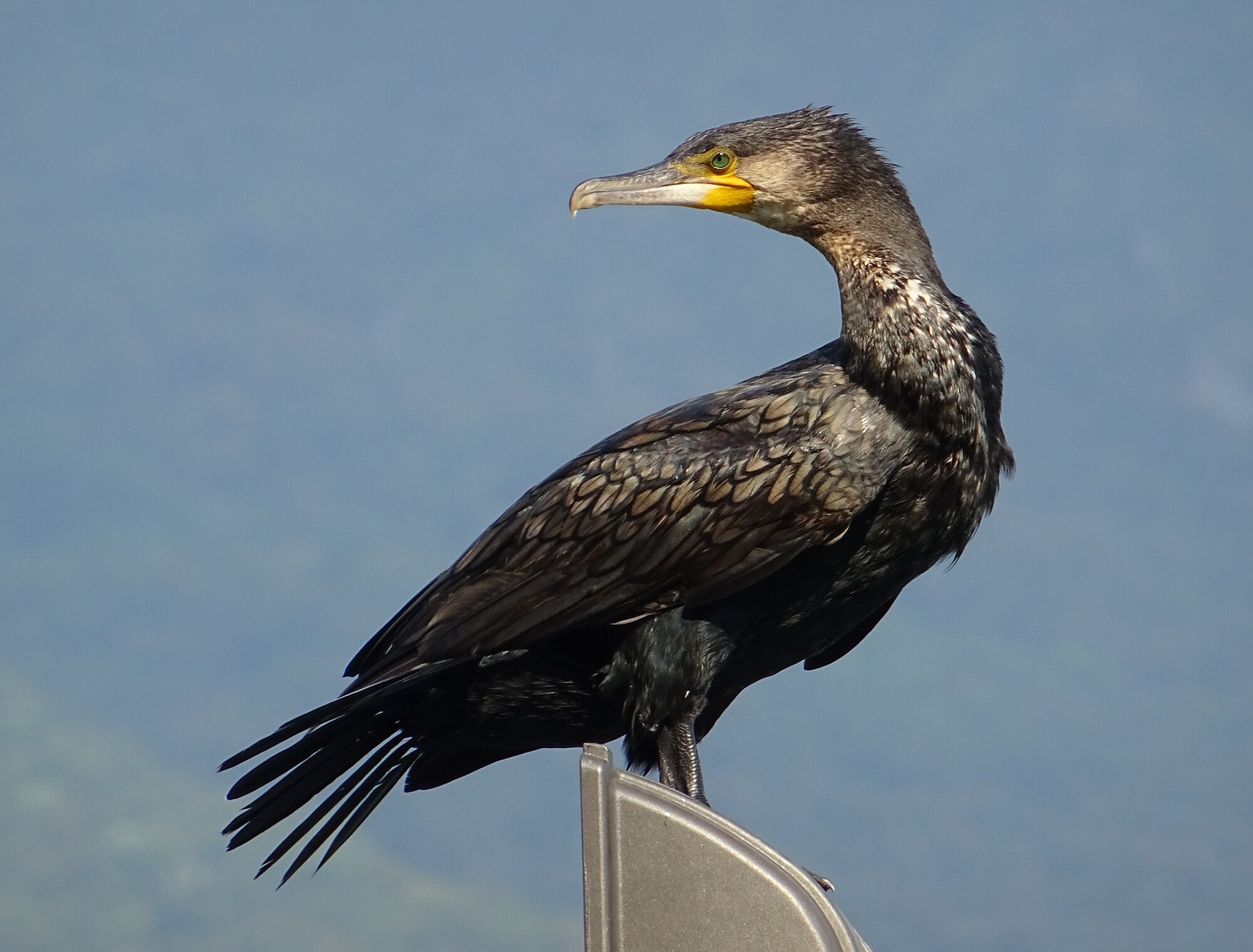 Great Cormorant Birds Wiki Fandom