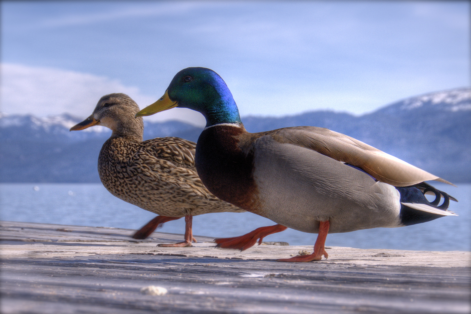 Mallard | Birds Wiki | FANDOM powered by Wikia