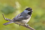 B-c chickadee