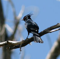 Phainopepla Birds Wiki Fandom