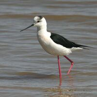 Black Winged Stilt Birds Wiki Fandom