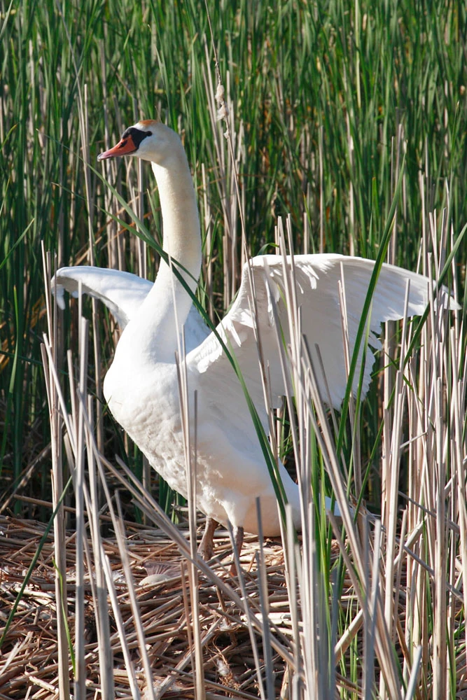 Clutch Birds Wiki Fandom