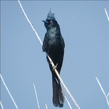 Phainopepla Birds Wiki Fandom