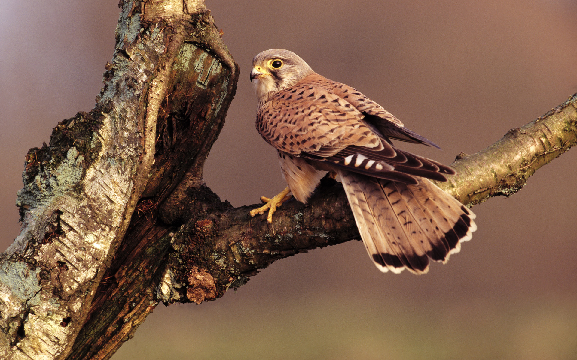 Eurasian kestrel | Birds Wiki | FANDOM powered by Wikia