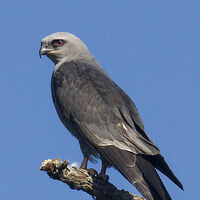 Mississippi Kite Birds Wiki Fandom