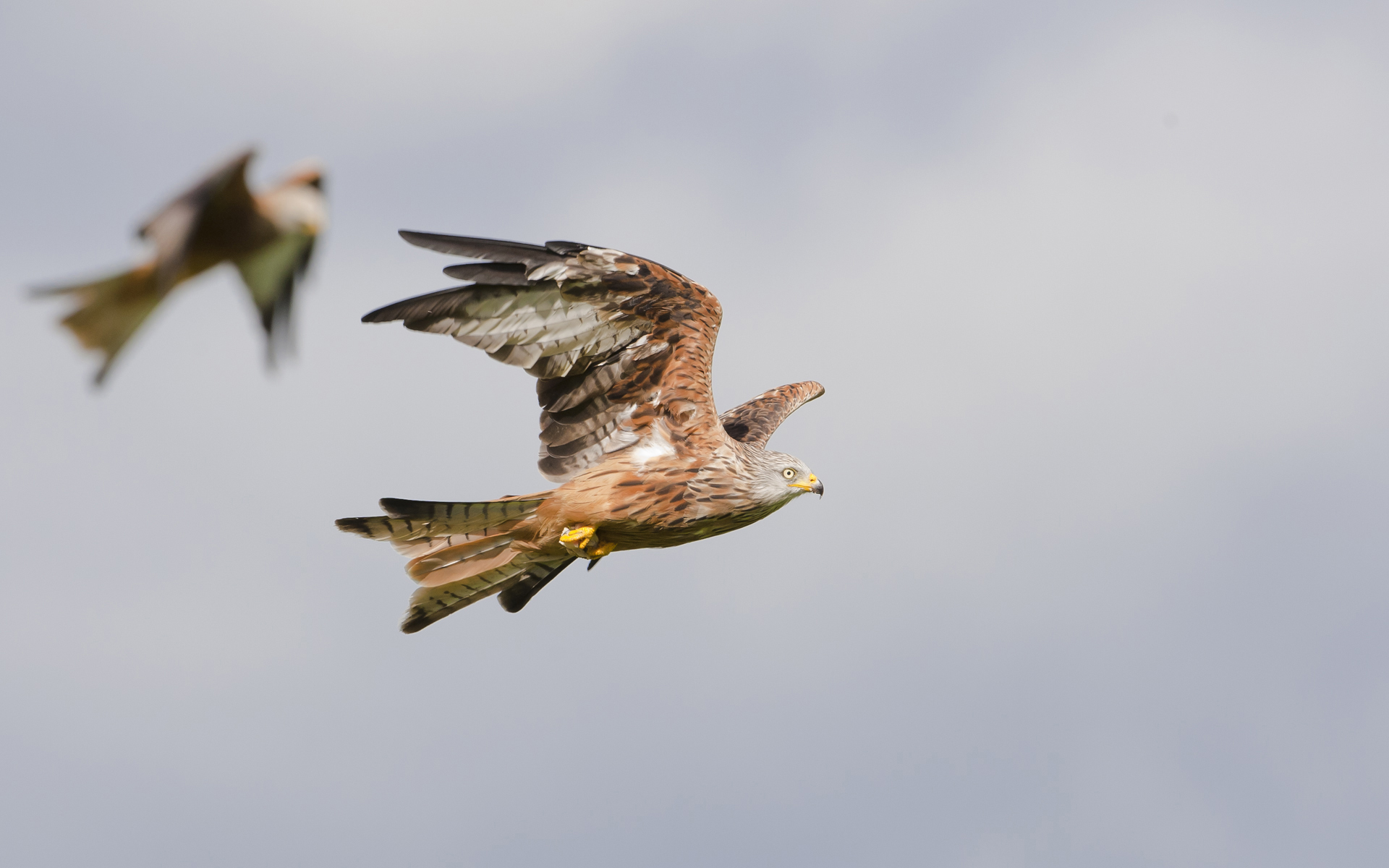 pictures of kite birds