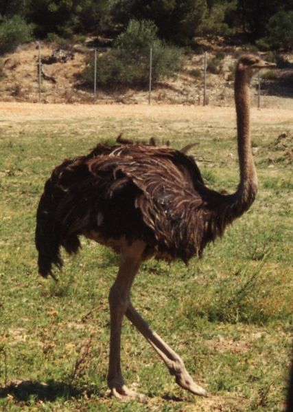 Ostrich | Birds Wiki | FANDOM powered by Wikia