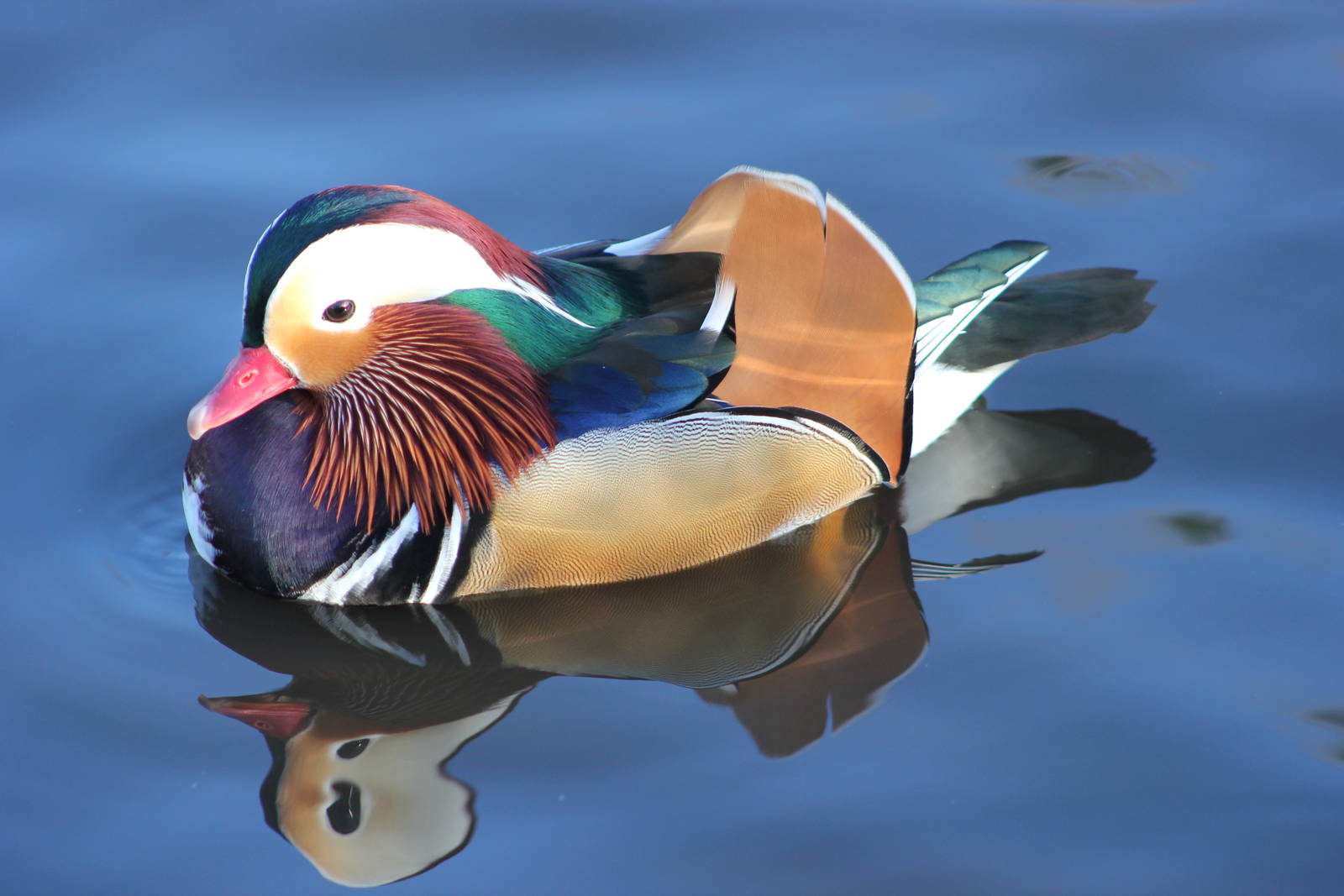 Mandarin duck | Birds Wiki | FANDOM powered by Wikia