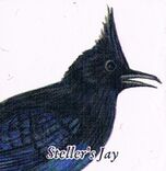 Steller's jay
