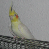 Cockatiel Birds Wiki Fandom