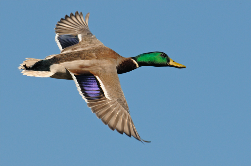 mallard flightjpg