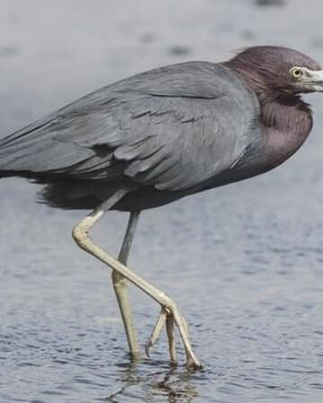 Little Blue Heron Birds Wiki Fandom