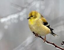 Amerifinch