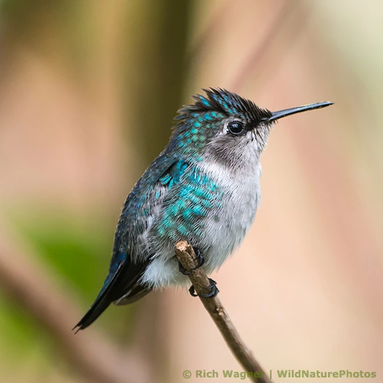 Image - Female bee hummingbird.jpg | Birds Wiki | FANDOM powered by Wikia