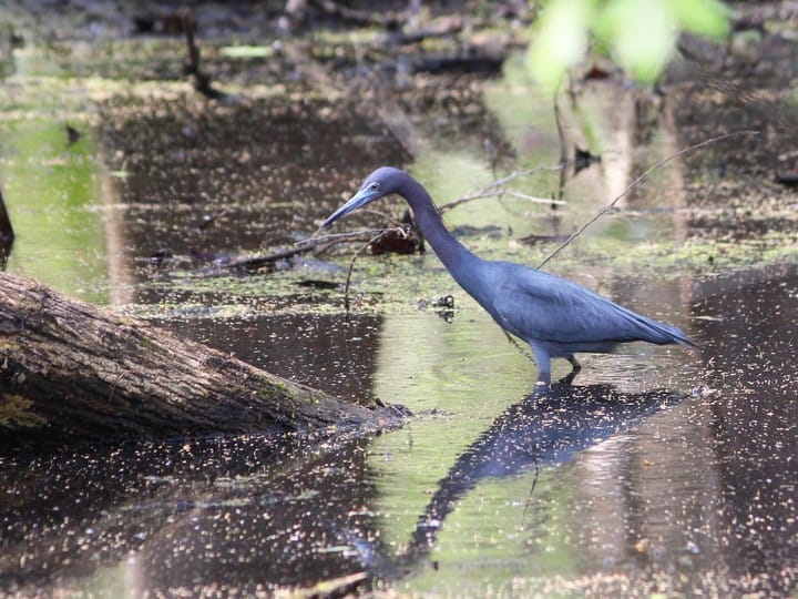 Little Blue Heron Birds Wiki Fandom - roblox feather family emu