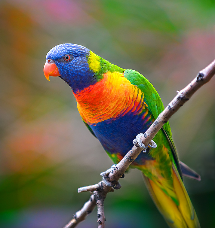  Rainbow  Lorikeet  Birds  Wiki Fandom