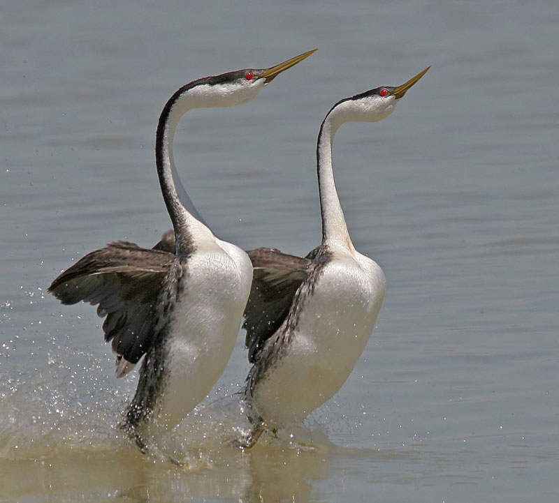 western-grebe-birds-wiki-fandom-powered-by-wikia