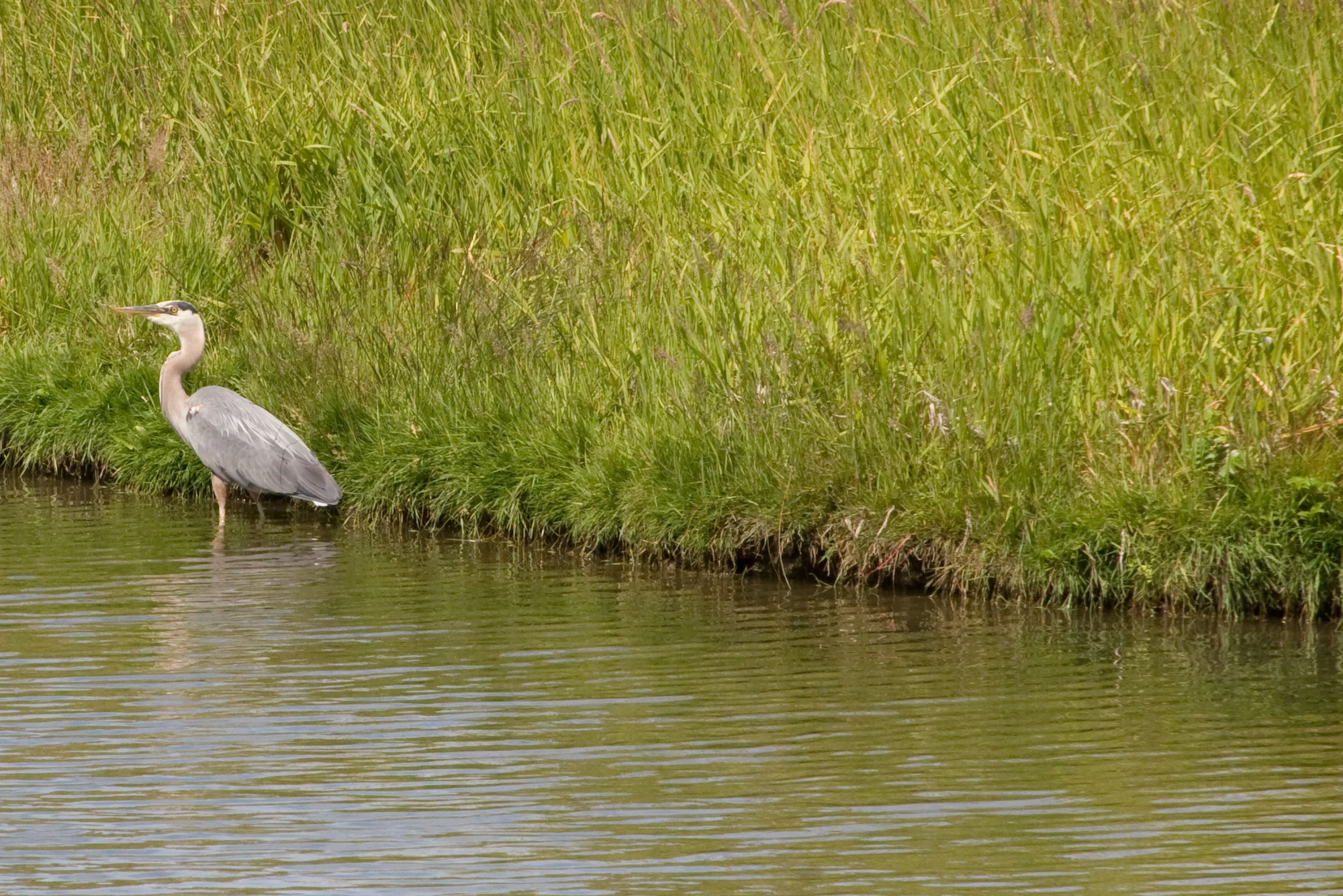 Bird sanctuary | Birds Wiki | FANDOM powered by Wikia