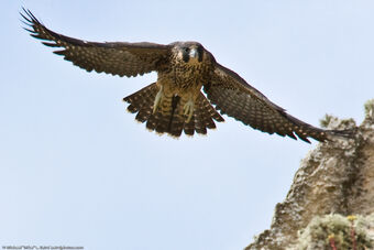 Peregrine Falcon Birds Wiki Fandom