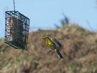 Bluewinged warblerflight