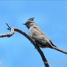 Phainopepla Birds Wiki Fandom