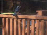 Bluejay 7