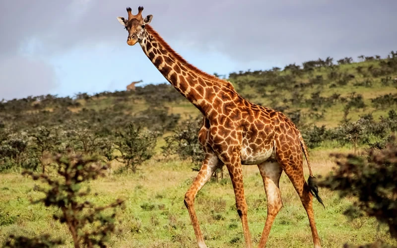 Leaves Bits and Bobs (TV show) Wiki Fandom