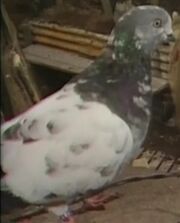 Speckled Jim