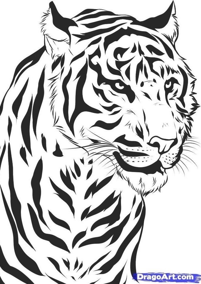 Image - How-to-draw-a-realistic-tiger-draw-real-tiger-step-7 1