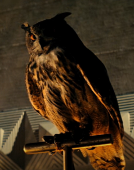 Owl | Off-world: The Blade Runner Wiki | FANDOM powered by Wikia