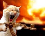 Rage cat