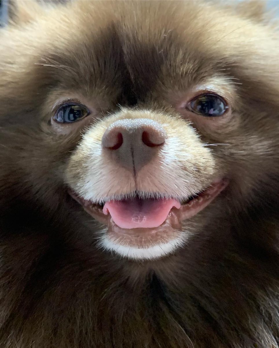 Kuma Black Pink Wiki Fandom
