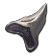 MegalodonTooth