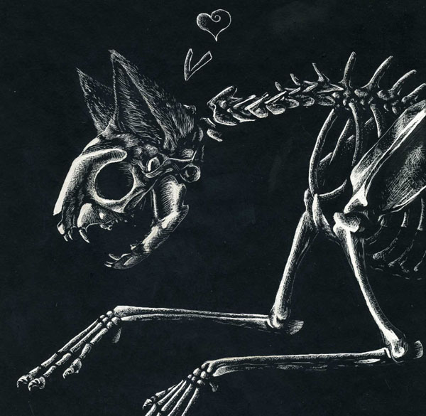 image cat skeleton by clickclack jpg blogclan 2 wikia fandom cat skeleton by clickclack jpg