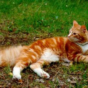 Complete Fan Book Of Cat Breeds In Warriors Blogclan 2 Wikia
