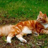 Complete Fan Book Of Cat Breeds In Warriors Blogclan 2 Wikia
