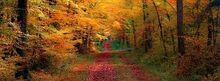 Fall