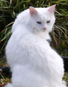 Frostfeather