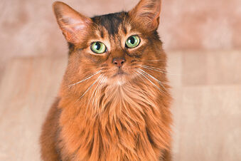 Ticked-Agouti-tabby-cat
