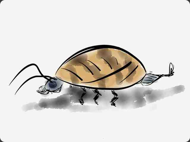Beetle