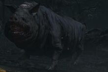 Boar small