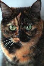 Meadowpaw