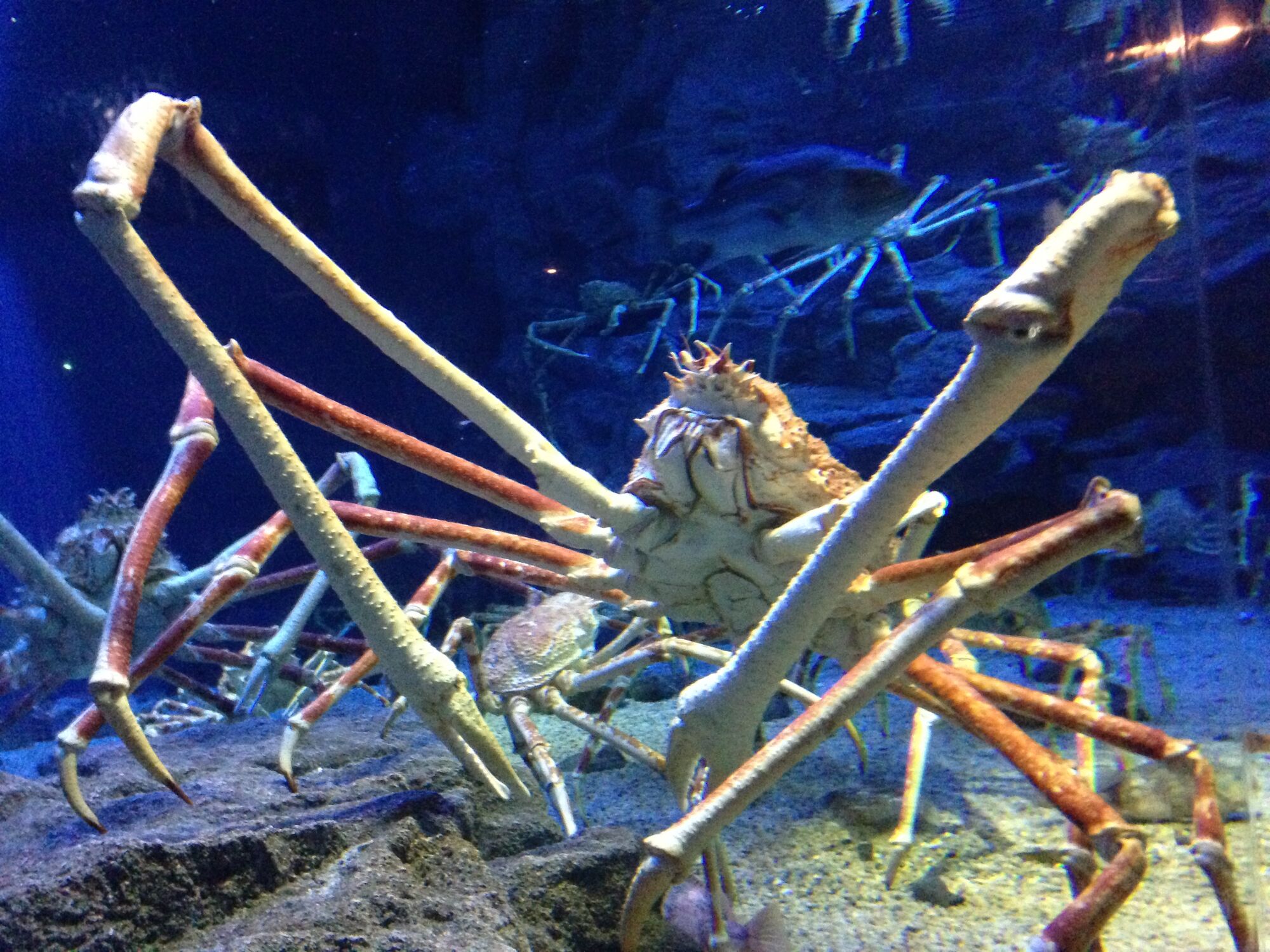 Giant Spider Crab | Blue Abyss Wikia | Fandom
